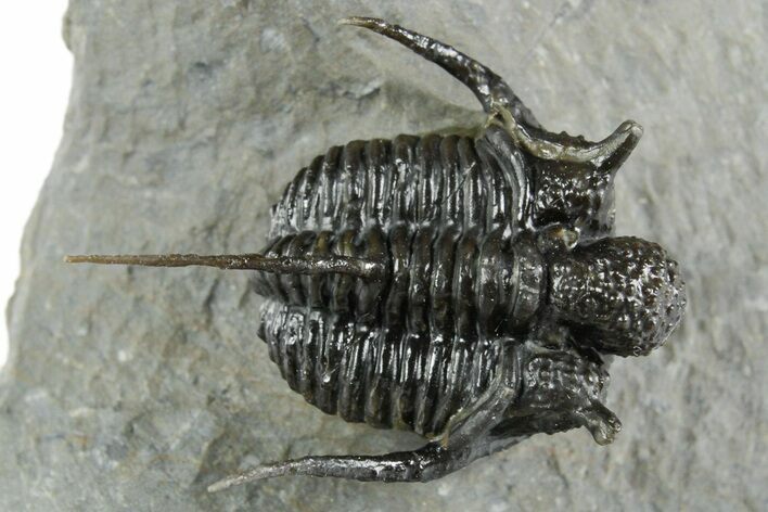 Bumpy Cyphaspis Trilobite - Top Quality Specimen #350492